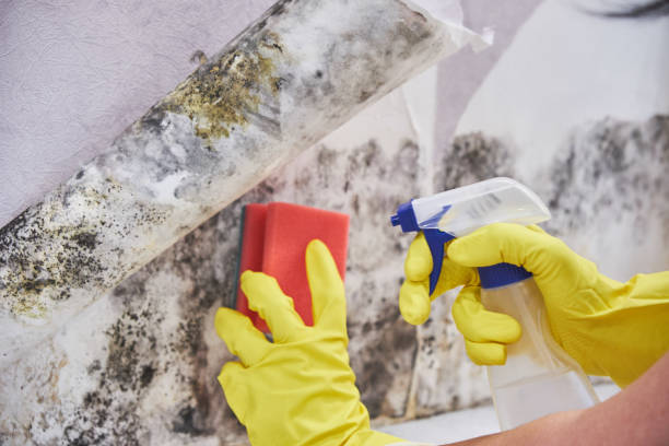 Best Mold Remediation for Vacation Homes  in USA